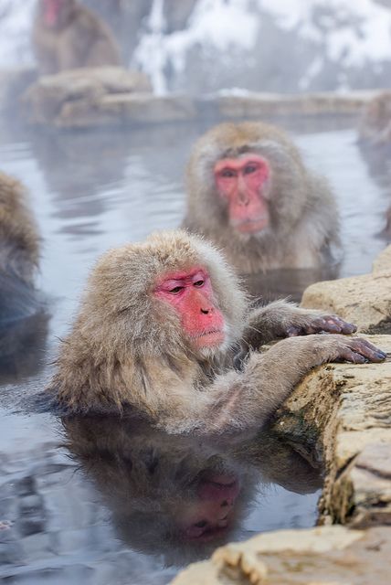 Snow monkey | Flickr - Photo Sharing! Japan Monkey, Jigokudani Monkey Park, Nagano Prefecture, Snow Monkeys, Japanese Macaque, Snow Monkey, Japan Holidays, Nagano Japan, Mandrill