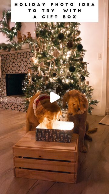 Lola + Luca & Jyotsna Shankar | Golden Retrievers & Dog Mom on Instagram: "One of our favorite magical ✨ photo ideas 🎁 save this to try it this holiday season! Yummy treats like the single ingredient cubes from @openfarmpet definitely helps 😋.

Follow @ourlovinglola for more fun holiday photo ideas to try 🎄✨ all saved in my holiday highlight or pinned to my reels tab. 

Beautiful tree by @kingofchristmas 

Lola & Luca wearing Santa collars from @huxleyandkent 

#kingofchristmas #goldenretrievers  #holidayphotos #dogphotography" Christmas Photo With Dog, Christmas Family Photos With Dogs, Christmas Dog Photography, Holiday Photo Ideas, Dog Christmas Photos, Dog Christmas Pictures, Photos With Dog, Insta Ideas, Christmas Family Photos