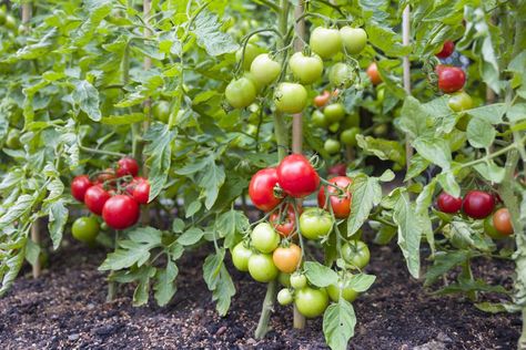 The 12 Best Tomato Companion Plants For Your Best Crop Ever Tanaman Tomat, Tomato Companion Plants, Tomato Pruning, Organic Mulch, Bountiful Harvest, Tomato Seeds, Family Handyman, Soil Improvement, Growing Tomatoes