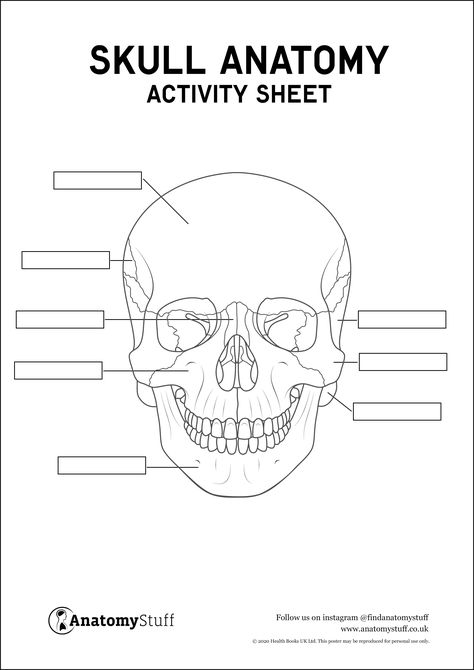 Skull Anatomy Activity Sheet PDF Anatomy Coloring Pages, Skull Labeled, Veterinary Anatomy, Anatomy Coloring, Skull Anatomy, Anatomy Models, Skeletal System, Medical Training, Medical Health