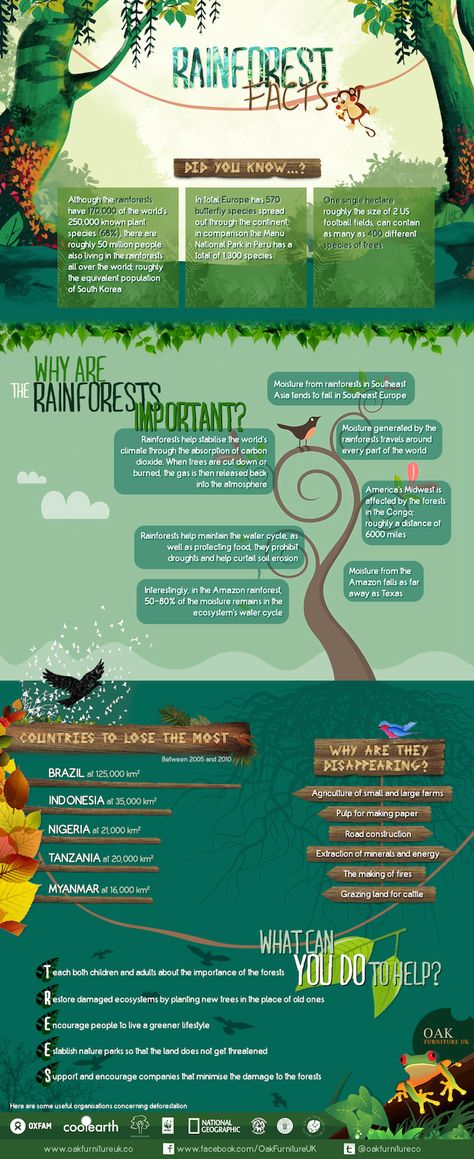 Rainforest Facts – Infographic - Greener Idealhttp://www.greenerideal.com/science/0423-rainforest-facts-infographic/ Rainforest Facts, Rainforest Classroom, Rainforest Project, Animals List, Facts Infographic, Rainforest Theme, Recycling Projects, Mumbo Jumbo, Science Stories