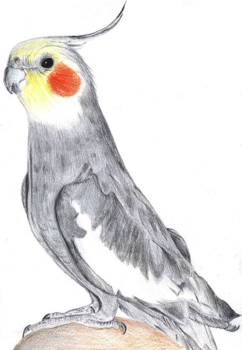 , Cockatiel Drawing, Parrot Drawing, Parrots Art, Bird Watercolor Paintings, Bird Drawing, Afrikaanse Kunst, Animal Sketches, Bird Pictures, Bird Drawings