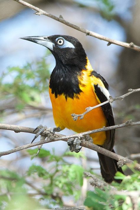 Icterus icterus, Venezuelan Troupial. A brilliant and brash resident of thornscrub, cactus forests and other arid landscapes. It is found in Colombia, Venezuela, and the Caribbean islands of Aruba, Curaçao, Bonaire and Puerto Rico. They forage for insects, fruit, small birds and eggs. Vocalizations are mostly loud and flutelike. They include an upward inflected “chu-wee,” a down slurred “shee-oo,” a quick series “thank-you, thank-you, thank-you, chu-eee, che-ee, chu-ee,” and “Chu-oo-eee-o.” Venezuelan Troupial, The Caribbean Islands, Bird Gif, Caribbean Islands, Small Birds, Aruba, The Caribbean, Painting Ideas, Puerto Rico