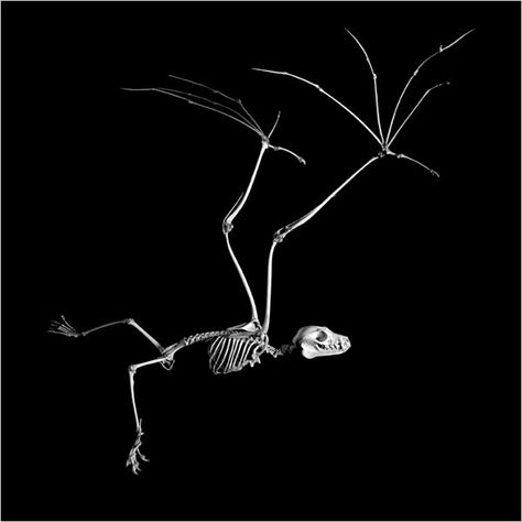 Patrick Gries - Flying Fox Skeleton. Anatomy Tattoo, Bat Skeleton, Flying Fox, Animal Skeletons, Fossil Bones, Candy Art, A Skeleton, Animal Bones, Creature Feature