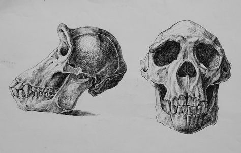 monkey skull Monkey Skull Drawing, Monkey Skull Tattoo, Gorilla Skull Tattoo, Head Anatomy Study, Monkey Anatomy, Chimpanzee Skull, Monkey Skull, Pencil Drawings Of Nature, Anatomy Bones