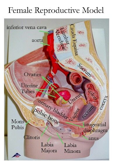 Anatomy Models Labeled, Reproductive System Anatomy, Female Reproductive System Anatomy, Female Pelvis, Human Body System, Basic Anatomy And Physiology, Nurse Study Notes, Medical Videos, Nursing School Survival