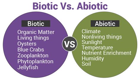 Factors Worksheet, Biotic And Abiotic Factors, Biotic Factors, Abiotic Factors, Biotic And Abiotic, Trophic Level, Triangle Worksheet, Chemical Equation, Complex Sentences