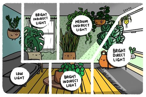 The Ultimate Houseplant Lighting Guide: Light Requirements Explained – JOMO Studio Houseplant Light Guide, Lake Nursery, Indoor Plant Lights, Plants Tips, Basement Living, Pot Garden, Plant Parent, Gardening 101, Rubber Tree