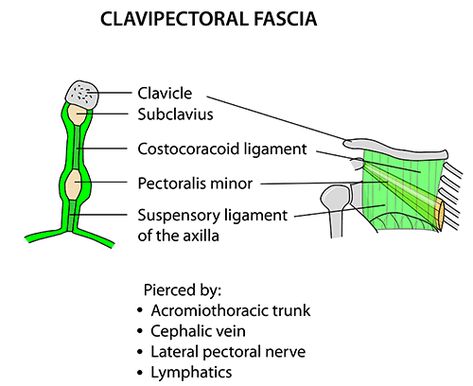 Instant Anatomy - Upper Limb - Areas/Organs - Axilla - Clavipectoral fascia Clavipectoral Fascia, Anatomy Of The Body, Limb Anatomy, Upper Limb Anatomy, Bowen Therapy, Study Biology, Medical Facts, Medical Anatomy, Body Anatomy