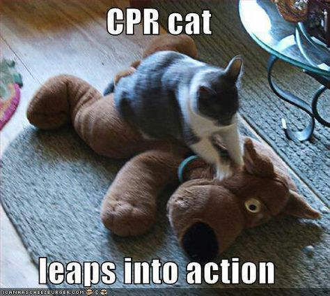 CPR cat leaps into action Cat Cpr, Cat Massage, Funny Dog Photos, Cat Quotes Funny, Funny Cats And Dogs, Cat Quotes, Cpr, Funny Cat Pictures, Chiropractic