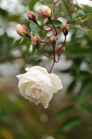 Linda rosa branca Musk Rose, Hybrid Tea Roses, Pretty Roses, White Gardens, Rose Cottage, English Roses, Tea Roses, Flower Beauty, Beautiful Blooms