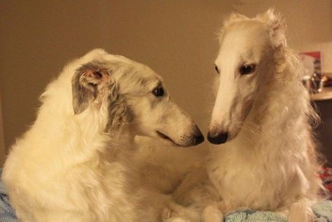 Rattus Rattus, Borzoi Dog, Silly Dogs, Arte Inspo, Silly Animals, Pics Art, Greyhound, Dog Breeds, Cute Dogs