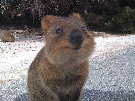 Quokka Animal, Cute Australian Animals, World Photo, Animal Companions, Happy Animals, Animals Of The World, Koala Bear, Training Your Dog, Cute Funny Animals