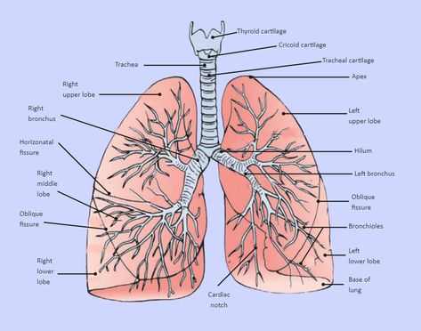 Lung Diagram Labeled Lungs Diagram, Lower Respiratory Tract, Respiratory System Anatomy, Human Respiratory System, Biology Diagrams, Lung Anatomy, Image Simple, Human Lungs, Basic Anatomy And Physiology