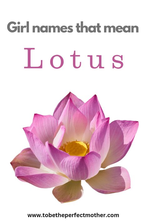 Lotus Flower Color Meaning, Flower Baby Names, Japanese Flower Names, Unique Flower Names, Lily Name Meaning, Lotus Meaning, Lotus Flower Definition, Hawaiian Girl Names, Names Of Baby Girl