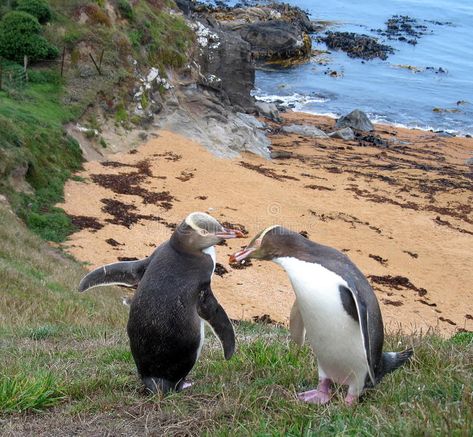 Penguin Photo, Couple Travel, Flyer Design Templates, South Island, The South, Flyer Design, Design Template, Penguins, Stock Images Free