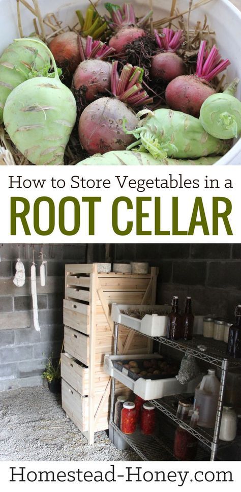 If you have a basement or underground root cellar, take advantage of it for vegetable storage and enjoy “food shopping” in your cellar all winter long! | Homestead Honey #rootcellar #vegetablestorage Underground Root Cellar, Garden Winter Prep, Root Cellar Storage, Store Vegetables, Root Cellars, Food Preserving, Storing Vegetables, Root Cellar, Homesteading Skills