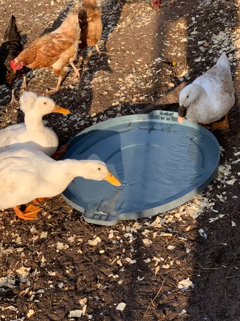 My one duck was eating mud so she has bud on her bill haha Chicken Cages, Drinking Water, Bird Bath, Ducks, Chicken, Water