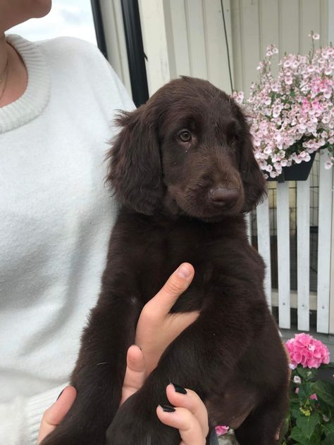 Flatcoated Retriever called Anton💞 Flat Coated Retriever Puppy, Brown Retriever, Flatcoat Retriever, Flat Coated Retriever, Retriever Puppy, Puppy Love, Dog Mom, Cute Dogs, Vision Board