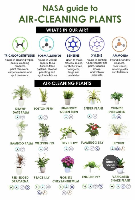 Plants For Clean Air, Plants For Air Purification, House Plants Purify Air, Air Purifying House Plants Pet Safe, Air Cleaning House Plants, Indoor Plants For Air Purification, Best Air Cleaning House Plants, Best Plants For Air Purification, Air Cleaning Plants