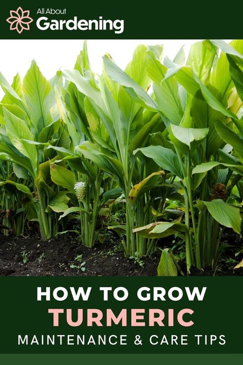 Tumeric Plants How To Grow, How To Grow Turmeric In A Pot, Turmeric Plants How To Grow, Tumeric Plants, Turmeric Plant Flower, When To Harvest Turmeric, How To Plant Turmeric Root, Curcuma Plant, Grow Turmeric