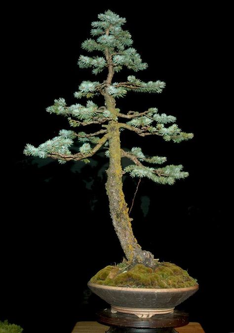 Spruce Bonsai, Outdoor Bonsai Tree, Ficus Bonsai, Colorado Blue Spruce, Picea Pungens, Types Of Christmas Trees, Bonsai Tree Types, Bonsai Tree Care, Bonsai Care