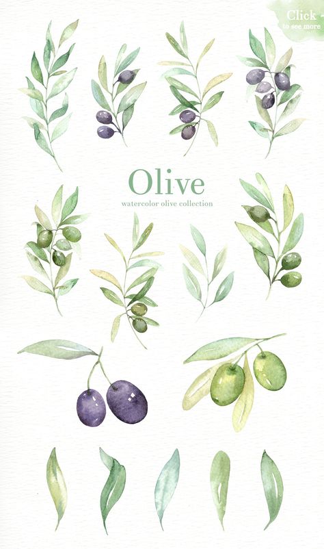 Olive Watercolor clipart by everysunsun on @creativemarket Green Olive Branch Tattoo, Watercolour Olive Branch, Watercolor Olive Branch, Olives Drawing, Olive Tree Watercolor, Laurel Wreath Diy, Olive Drawing, Olives Watercolor, Olive Illustration