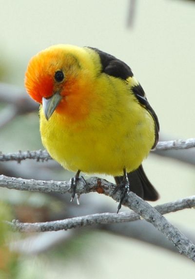 Western Tanager, Jeff Jones, Beautiful Feathers, Amazing Birds, Bird Song, Animal Sounds, Bird Watcher, Flying High, All Birds