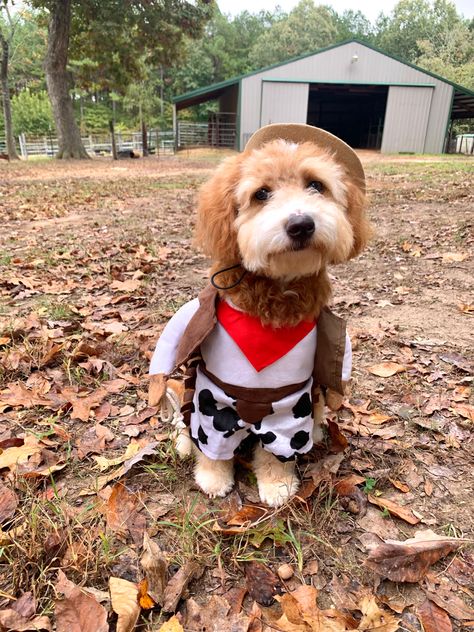 Cowboy dog costume shoal creek doodles farm dog golden doodle Golden Doodle Costume Ideas, Goldendoodle Halloween Costume Dogs, Doodle Halloween Costume Dog, Horse Dog Costume, Dog Golden Doodle, Dog Cowboy Costume, Cowboy Dog Costume, Cowboy Dog, Attitude Adjustment