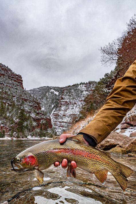 Flaming Gorge Fishing | Guides, Maps, Lures & Flies | Visit Utah Fly Fishing Colorado, Flaming Gorge, Kokanee Salmon, Utah State Parks, Lake Monsters, Utah Lakes, Unique Fish, Visit Utah, Ryan Kelly