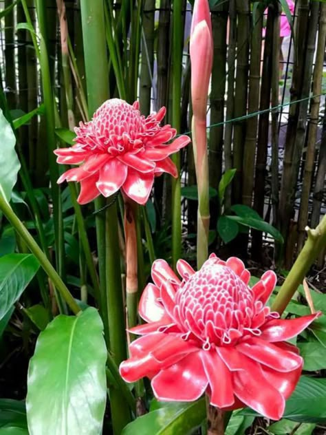 Etlingera elatior (Torch Ginger) is a tropical, rhizomatous perennial that grows up to 15 feet (4.5 m) tall in tropical climates but much... Torch Ginger Flower Arrangement, Ginger Torch Flower, Exotic Flowers Tropical, Columnea Gloriosa, Etlingera Elatior, Torch Ginger Flower, Hawaiian Ti Plant, Growing Ginger Indoors, Red Tropical Plants