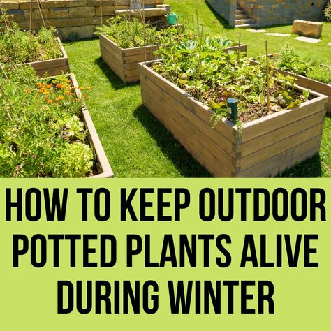 If the primary concern in summer is about constant watering, in winter the main concerns are to protect the plants from frost and maintain the well-being of the lawn. Many plants enter the so-called vegetative rest but must be helped with some tricks for a luxuriant awakening in spring. During the winter it is essential … How To Keep Alive Outdoor Potted Plants In Winter? 2022 Read More »How To Keep Alive Outdoor Potted Plants In Winter? 2022 was first posted on September 30, 2022 at How To Keep Outdoor Plants Alive During Winter, Gardening Beds, Outdoor Potted Plants, Potted Ferns, Peppermint Plants, Winter Greenhouse, Fall Planting, Winter Gardening, Outside Plants