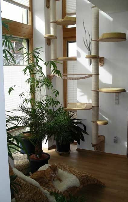 Cat Jungle Gym, Rattus Rattus, Cat Playground Outdoor, Cat Climbing Wall, Katt Grejer, Cat Climber, Cat Climbing Tree, Wall Climbing, Cat Tree House