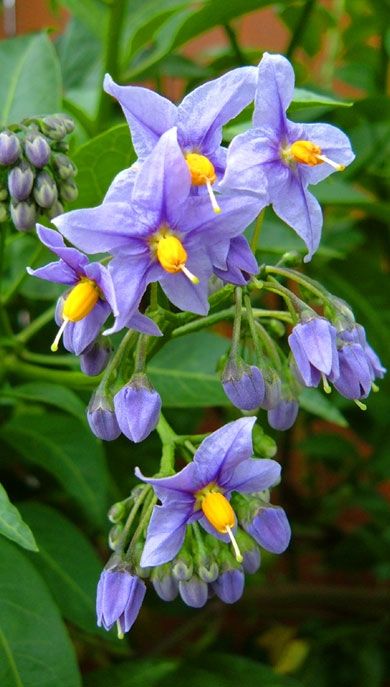 deadly nightshade - ? Nightshade Flower Tattoo, Deadly Nightshade Flower, Potato Tattoo, Deadly Flowers, Belladonna Flower, Nightshade Flower, Nightshade Plant, Poison Garden, Flower Reference