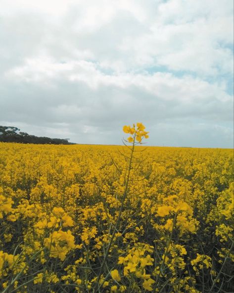 A Field of canola Canola Field Painting, Running On Air Drarry, Canola Field, Three Houses, Vintage Theme, Rwby, Fire Emblem, Hen, Wonder