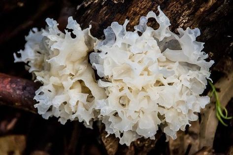 With a stunning translucent body, soft-white colour and curvaceous elegant shape - tremella might just be the most beautiful medicinal mushroom in existence! #recipes #healthyrecipes #food #healthyfood #weightloss #weightlossrecipes #vegan #herblife #healthylifestyle #vegan #veganrecipes #mushrooms #mushroomrecipes #organic #drinks #healthydrinks #coffee #tea Tremella Mushroom, Quinoa Seeds, Mushroom Benefits, Asian Vegetables, Mushroom Powder, Dried Mushrooms, Healthy Lifestyle Inspiration, Wild Mushrooms, Lower Cholesterol