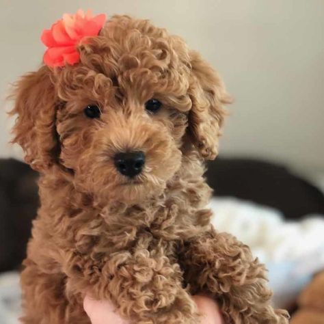 Lola-Teacup_Labradoodle-Mini_Doodle_Dogs-Toy_Labradoodle_Puppies-Red_Teacup_Labradoodles-03 Teacup Labradoodle, Toy Labradoodle, Doodle Family, Miniature Labradoodle, Labradoodle Mini, Teacup Goldendoodle, Mini Labradoodle Puppy, Mini Labradoodle, Labradoodle Miniature