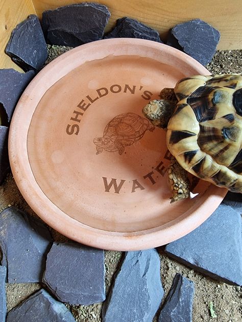 Tortoise Water Bowl, Greek Tortoise, Tortoise Bedding, Outdoor Enclosure, Tortoise Food, Tortoise House, Tortoise Enclosure, Leopard Tortoise, Cute Tortoise