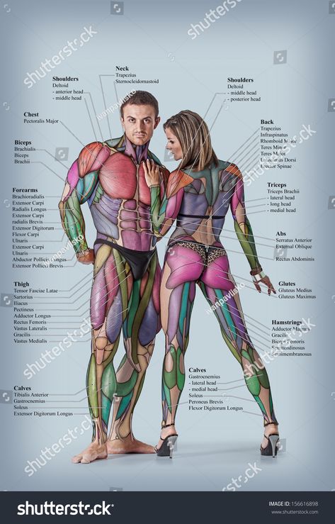 Anatomy of male and female muscular system - anterior posterior view - full body 남성 근육, Man Anatomy, Human Body Anatomy, Muscular System, Muscle Anatomy, Human Anatomy And Physiology, Medical Anatomy, Anatomy For Artists, Anatomy Study