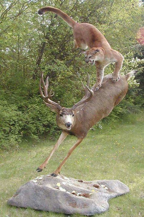 Beautiful taxidermy work! Deer Pics, Deer Mount Ideas, Deer Taxidermy, Taxidermy Decor, Taxidermy Display, Animal Taxidermy, Quail Hunting, Deer Mounts, Body Action