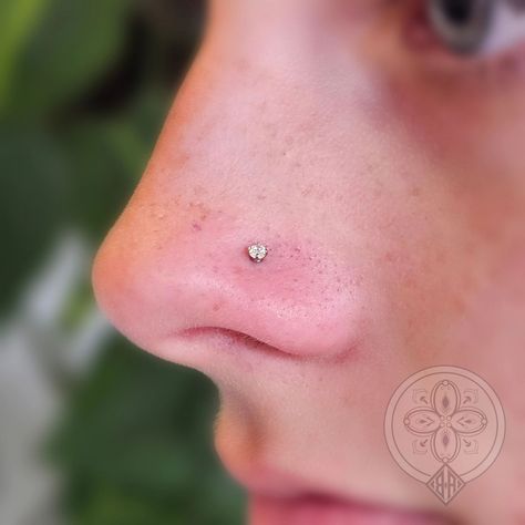 Classy little gold claw set cubic zirconia installed into this nostril piercing. 😍 Tiny Nose Piercing Stud, Tiny Nose Piercing, Tiny Nose, Nostril Piercing, Nose Piercing Stud, Nose Pin, Nose Piercing, Cubic Zirconia, Gold