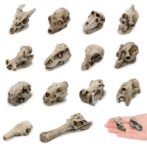 PRICES MAY VARY. Material: Made of high quality resin, strong and sturdy Length size range approx.1.12 to 2.17 inches You will receive 14 pieces of Halloween mini animal skull statues in elegant colors, their exquisite appearance can meet your various decorative needs This is a set of miniature resin animal skull decoration for Halloween. Every detail is perfect. Featuring a realistic design that will compliment any spooky scene The lifelike miniature skulls adds Halloween atmosphere, can bring Mini Skull Crafts, Skeleton Miniatures, Animal Skull Drawing, Western Goth, Gothic Butterfly, Halloween Scenes, Skull Animal, Halloween Skulls, Skull Statue