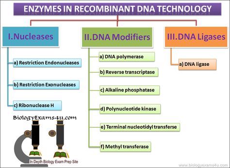 Enzymes in rDNA technology or recombinant DNA technology Recombinant Dna Technology Notes, Biotechnology Notes, Recombinant Dna Technology, Dna Ligase, Notes Biology, Microbiology Study, Recombinant Dna, Biochemistry Notes, Dna Polymerase