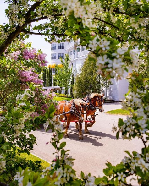 Lilacs-Mackinac Island Mackinac Island Grand Hotel, Grand Hotel Mackinac Island, Mackinac Island Michigan, Hotel Plan, Somewhere In Time, The Victorian Era, Lake Huron, Mackinac Island, Pure Michigan