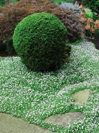 Isotoma fluviatilis Blue Star Creeper - Wonderful creeping ground cover. Flowers in spring! Ground Cover Seeds, Water Wise Landscaping, Low Water Gardening, Lawn Alternatives, Woodland Plants, Rock Garden Plants, Drought Tolerant Landscape, Gothic Garden, Garden Shrubs