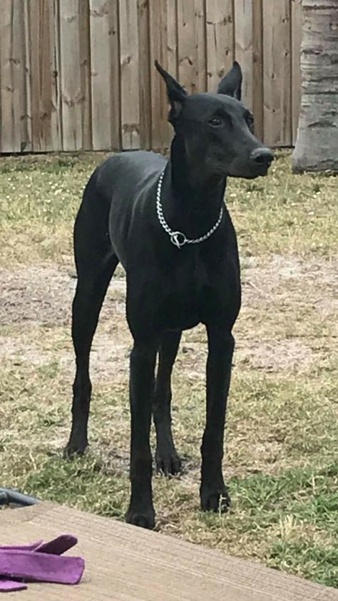 KARA All Black Doberman, All Black Doberman Pinscher, All Black Rottweiler, Black Doberman Puppy, Doberman Pinscher All Black, Black Doberman Pinscher, Full Black Doberman, Doberman Cute, Doberman Pinscher Black