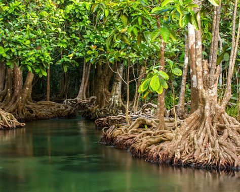 Environmentalists outraged as protected Florida mangroves razed for boat show Florida Mangroves, Mangrove Park, Different Types Of Forests, Types Of Forests, Fantasy Inspo, Mangrove Forest, Les Continents, Kayak Tours, Biome