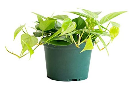 Philodendron Cordatum, Spider Plant Babies, Snake Plant Varieties, Best Bathroom Plants, Easy To Grow Houseplants, Golden Bamboo, Large Indoor Plants, Live Indoor Plants, Philodendron Plant