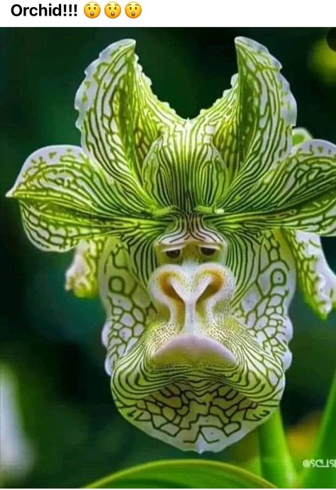 Only God Knows, Strange Flowers, Weird Plants, Exotic Orchids, Balcony Plants, Unusual Plants, Unusual Flowers, Rare Flowers, Pretty Plants