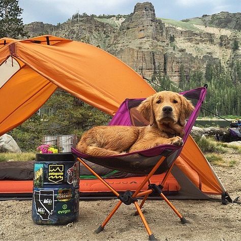 16 Breathtaking Photos of Dogs Camping: Savor the Summer months and the great outdoors with these adorable images of pups camping all over the world in this post originally featured on This Dog's Life. Camping With Dogs, Camping Places, Dog Camping, Hiking Dogs, Dog Adventure, Camping Outfits, Go Hiking, Camping Experience, Go Camping